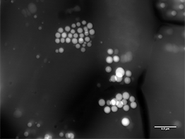 STEM-HAADF image of Synechococcus 6312 forming intracellular amorphous strontium inclusions STEM-HAADF image of Synechococcus 6312 forming intracellular amorphous strontium inclusions