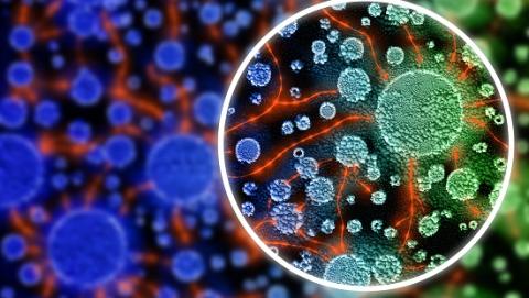 "Notre projet transdisciplinaire est en phase avec l’esprit de l’IMat : allier la physicochimie et la biologie pour des applications en médecine" "Notre projet transdisciplinaire est en phase avec l’esprit de l’IMat : allier la physicochimie et la biologie pour des applications en médecine"